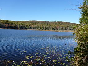 Beckley Bog.JPG