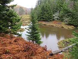 Big-Run-Monongahela-National-Forest-beaver-dam-8-Oct-2017