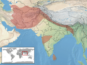 Boiga trigonata distribution.png