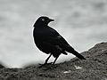 Brewer's Blackbird4 .or (5)