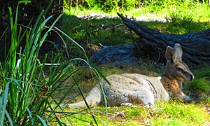 Bridled nailtail wallaby-male