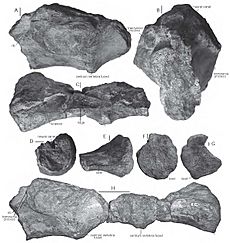 Camarillasaurus cirugedae