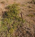 Capparis lasiantha intermediate 1