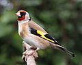 Carduelis carduelis close up