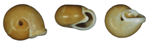 Chloritis vanbruggeni shell