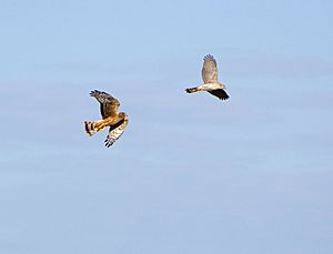 Circus hudsonius chasing Accipiter cooperii