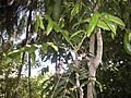 Davidsonia pruriens flowers and foliage