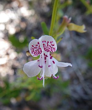 Dicerandra frutescens.jpg