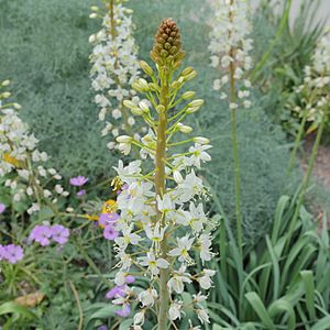 Eremurus lactiflorus-IMG 2191