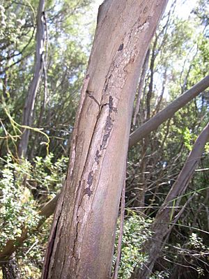 Eucalyptus imlayensis stem.JPG