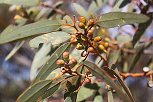 Eucalyptus obtusiflora.jpg