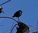 European Starling Klamath Falls.JPG