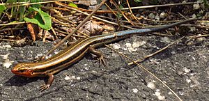 Five-lined Skink, Petroglyphs PP