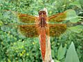 Flame skimmer (8539448063)