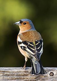 Fringilla coelebs chaffinch male edit2.jpg