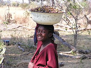 Gathering food in the Okavango