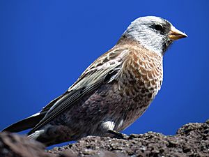 Gray-crowned rosy finch Mount Adams (Washington)