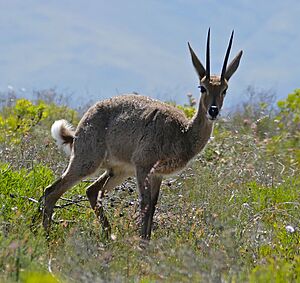 Grey Rhebok (Pelea capreolus) (32453042900).jpg