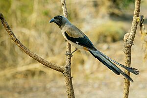 Grey Treepie from Sattal