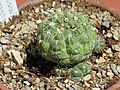 Gymnocalycium uruguayense 1