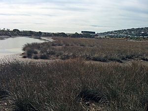 HeathcoteRiverEstuarySaltmarsh