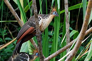 Hoatzins in Ecuador