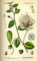 Illustration Capparis spinosa0.jpg