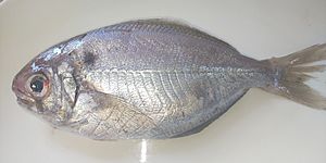 Japanese butterfish.jpg