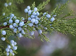 Juniper berries lush