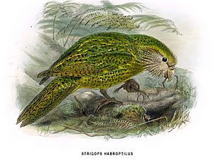 Kakapo2