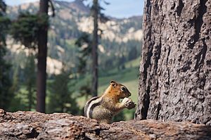 Least Chipmunk Lassen Park