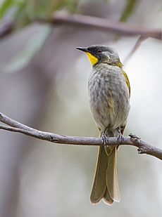 Lichenostomus flavicollis