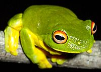 Litoria chloris.jpg