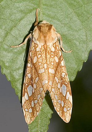 Lophocampa caryae.jpg