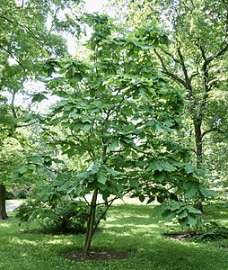 Magnolia macrophylla tree AA