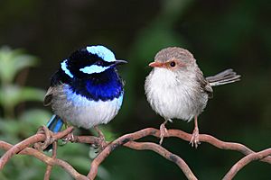 Male and female superb fairy wren