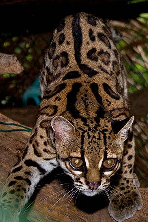 Margay (Leopardus wiedii)