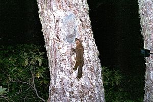 Marten1.jpg