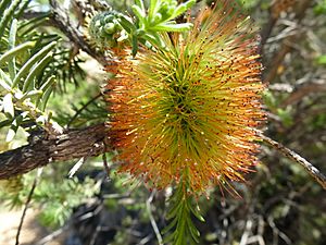 Melaleuca calothamnoides (flowers).JPG