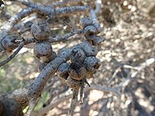 Melaleuca cardiophylla (fruit)