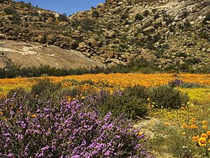 Namaqualand, Goegap 1035