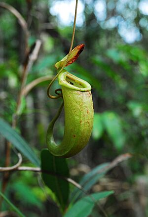 Nepenthes bellii upper pitcher
