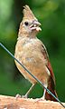 Northern Cardinal Fledgling-27527