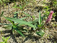 Persicaria amphibia sl1