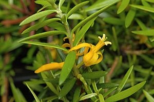 Persoonia recedens.jpg