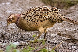 Phasianus colchicus -Rutland Water -female-8.jpg