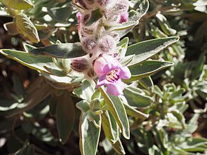 Pityrodia augustensis (leaves and flowers).jpg