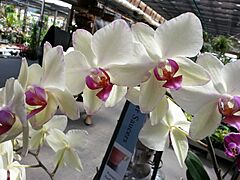 Potted phal RA