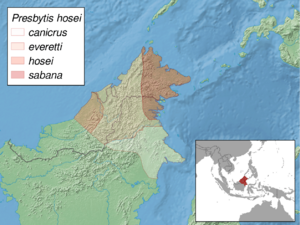 Presbytis hosei subspecies distribution.png