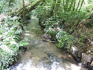 River Lerryn at Tallowater - geograph.org.uk - 492660